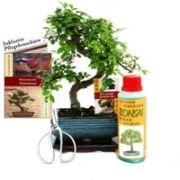 Exotenherz Zimmerpflanze Geschenkset Bonsai Ulmus Chinesische Ulme ca. 6 Jahre alt Anfänger-Set