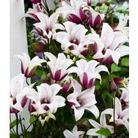 BALDUR Garten Zierstrauch Tulpen-Clematis 'Princess Kate®', im 2-Liter Topf, 1 St., Blühfreude, winterhart, mehrjährig, pflegeleicht