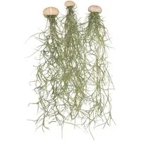 meinvipshop Hängedekoration 3er Set Seeigelgehäuse rosa mit Tilandsia spanisch Moos (3 St)