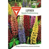 FRANKONIA Blumensamen Lupine, Russels Prachtmischung - Saatgut Samen, Lupinus polyphyllus