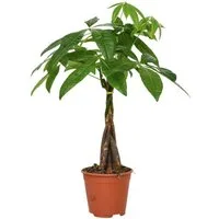 meinvipshop Zimmerpflanze Glückskastanie Pachira 50 cm Zimmerpflanze