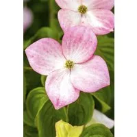 Pflanzen für Dich Gehölze Cornus kousa chinensis Satomi, 1 St., Chinesischer Blumen-Hartriegel, Japanischer Blumen-Hartriegel