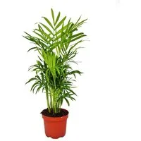 Exotenherz Zimmerpflanze Chamaedorea elegans - Zimmerpalme - Bergpalme 9cm Topf