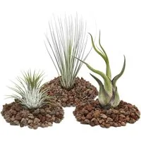 Exotenherz Zimmerpflanze 1 Set mit 3 Tillandsien (1 ionantha 1 juncea 1 caput medusa)