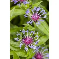Pflanzen für Dich Staude Centaurea montana, 1 St., Berg-Flockenblume, Bergkornblume