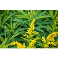 Pflanzen für Dich Staude Solidago cult. Goldkind, 1 St., Goldrute, Garten-Goldrute
