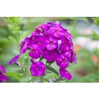 Pflanzen für Dich Staude Phlox pan. The King, 1 St., Hoher Staudenphlox, Flammenblume