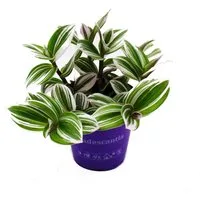 Exotenherz Zimmerpflanze Dreimasterblume Tradescantia White pflegeleichte 12m Topf weiss
