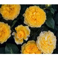 Dehner Rose Beetrose Inka®, 15-30 cm, gefüllt und duftend, malerisch gefüllte gelbe Blüten, Züchter Tantau