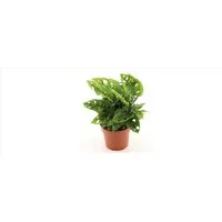 meinvipshop Zimmerpflanze Monstera adansonii 25cm 1er Zimmerpflanze