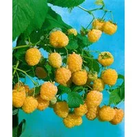 Pflanzen für Dich Obstpflanze Rubus idaeus Golden Everest, 1 St., Himbeere, Gelbe Himbeere, gelbe Früchte, dornenarm