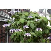 Pflanzen für Dich Gehölze Hydrangea aspera Macrophylla, 1 St., Raue Hortensie, Samthortensie