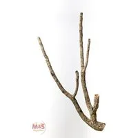 M&S Reptilien Terrarium Zierkork Tronchos -verzweigt ca.80-100cm (bis 1 kg)