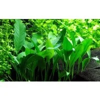 Aquaone Wasserpflanze Aquarium Pflanze Anubias barteri angustifolia Nr.301C