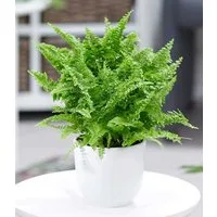 BALDUR Garten Zimmerpflanze Schwertfarn 'Vitale', 1 St., Fiederblättchen, pflegeleicht