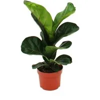 Exotenherz Zimmerpflanze Ficus lyrata, Geigenfeige 12cm Topf