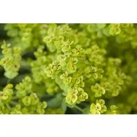 Pflanzen für Dich Staude Euphorbia seguieriana niciciana, 1 St., Steppen-Wolfsmilch