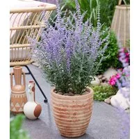 BALDUR Garten Zierstrauch Silberstrauch 'Prime Time®' im 2-Liter Containertopf, 1 St., Silberstrauch, winterhart, langblühend, trockenheitsverträglich