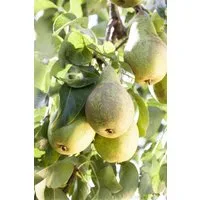 Pflanzen für Dich Obstpflanze Pyrus comm. 'Conferencebirne', 1 St., Conference-Birne, Birne, saftig, süßlich