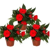 Exotenherz Beetpflanze Edel-Lieschen Impatiens Neu-Guinea ver. Farben 3er Set im 12cm Topf