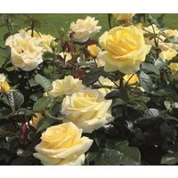 Dehner Rose Edelrose Avec Amour®, gelbe Blüten, 15-30 cm, intensiv duftend, 4 l Topf, Züchter Tantau