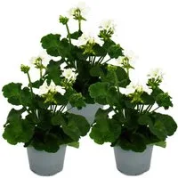 Exotenherz Beetpflanze Geranien stehend Pelargonium zonale versch. Farben12cm Topf 3er Set