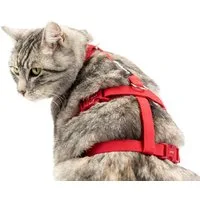 Beroni Sicherheitsgeschirr Katzengeschirr Safety Harness Classic ausbruchsicher verstellbar, Leine separat erhältlich, Katzen-Geschirr, für kleine und große Katzen