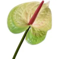 Künstliche Zimmerpflanze Seidenblume Anthurie Anthurium Grün Flamingoblume (66cm), SILK-KA
