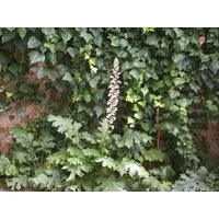 Pflanzen für Dich Staude Acanthus mollis, 1 St., Bärenklau, Weicher Akanthus