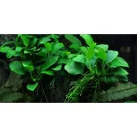 Aquaone Wasserpflanze Aquariumpflanze Anubias barteri var. nana 'Bonsai' Nr.301H