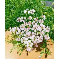 Pflanzen für Dich Staude Saponaria olivana, 1 St., Seifenkraut