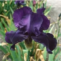 Pflanzen für Dich Staude Iris barb. Night Owl, 1 St., Bart-Iris, Schwertlilie