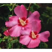 Dehner Zierstrauch Hibiskus Silke, kompakter Wuchs, Hibiscus syriacus, rosa, Garten-Eibisch, viele malvenähnliche Blüten