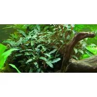 Aquaone Wasserpflanze Aquarium Pflanze Bucephalandra sp. 'Red' Nr.339A