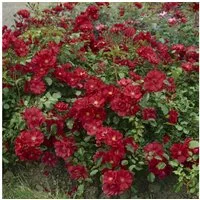 Pflanzen für Dich Rose Rosa 'The Fairy rot'