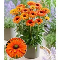 BALDUR Garten Staude Echinacea 'SunSeekers® Mineola', 2 St., Trockenresistent, gefüllte Blüten, reichblühend,winterhart