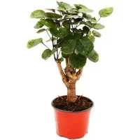 Exotenherz Zimmerpflanze Glänzende Fiederaralie Polyscias scutellaria Fabian 12cm Topf
