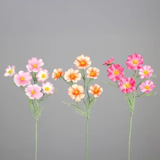 Cosmea
