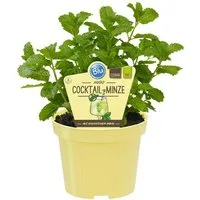 Exotenherz Gewürzkraut HUGO-Minze Cocktail-Minze Mentha spicata Kräuterpflanze 12cm Topf