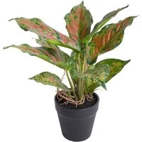 Künstliche Zimmerpflanze Caladium, Botanic-Haus, Höhe 25 cm