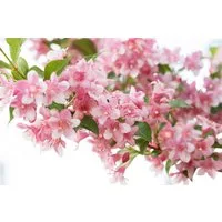 Pflanzen für Dich Gehölze Weigela Rosea, 1 St., Weigelie, Weigelienstrauch