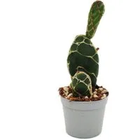 Exotenherz Kaktus Kobra-Kaktus Opuntia reticulata "Cobra" Ohrenkaktus 6,5cm Topf