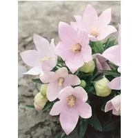 Pflanzen für Dich Staude Platycodon grand. Fuji Pink, 1 St., Ballonblume, Großblütige Ballonblume