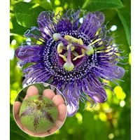 BALDUR Garten Obstpflanze Winterharte Passionsblume Cooltropics® 'Eia Popeia®', 1 St., Blütenpracht, essbar, winterhart, mehrjährig, pflegeleicht