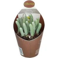 Exotenherz Kaktus Avonia papyracea - Papier-Avonia - Rarität - 6,5cm Topf - 15cm hoch