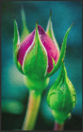 Fussmatte Rose 7600 | Größe: 60 cm x 90 cm