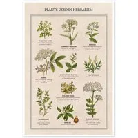 Posterlounge Wandbild Heilpflanzen (englisch), Vintage Educational Collection, erhältlich als Poster, Leinwandbild, Wandsticker oder Acrylglasbild