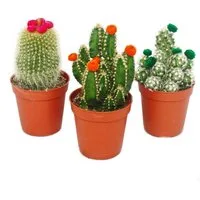 Exotenherz Kaktus Kakteen-Set 3 versch.Pflanzen im 5,5cm Topf mit bunten Strohblüten