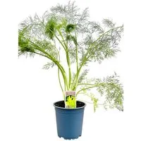 Pflanzen für Dich Staude Foeniculum vulgare, 1 St., Fenchel, Gewürzfenchel, Süßfenchel