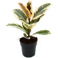 Exotenherz Zimmerpflanze Weissbunter Gummibaum - Ficus elastica "Tineke" - 11cm Topf